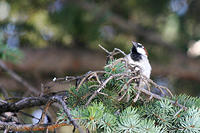 Just a bird.. playing with my new lens