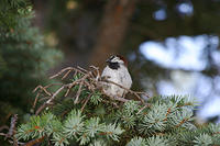 Bird again.