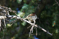 Look, a bird. :P