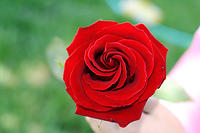 A rose. duh.