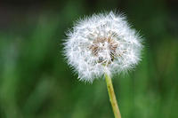 IMG_0265a