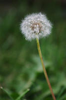 IMG_0266a