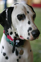 Dalmatian