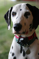 Dalmatian