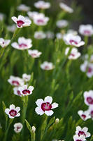 Flowers!