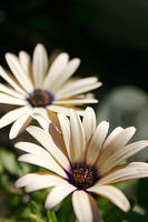 Peach Symphony Osteospermum Daisies
