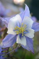 Columbine