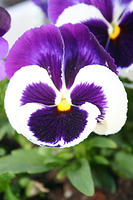 Pansies
