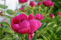 Peonies