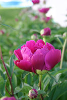 Peonies