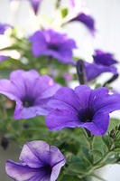 Petunias
