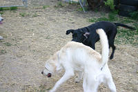 IMG_0110a.jpg