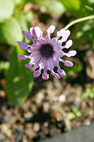 IMG_0189a.jpg