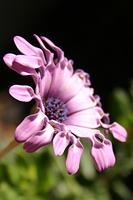 IMG_0190a.jpg