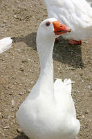 IMG_0195a