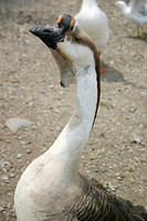 IMG_0196a