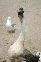 IMG_0197a