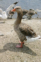 IMG_0202a