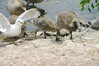 IMG_0206a