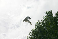 IMG_0231a