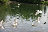 IMG_0234a