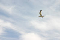 IMG_0236a