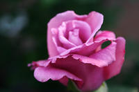 IMG_9599a