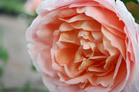 IMG_9601a