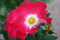 IMG_9602a