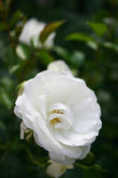 IMG_9603a
