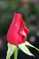 IMG_9604a