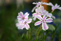 IMG_9609a
