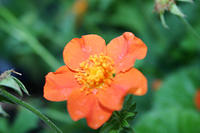 IMG_9610a