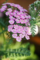 IMG_9613a