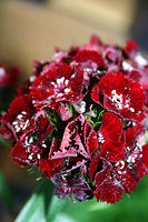IMG_9618a