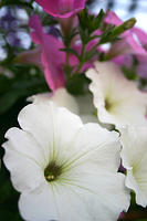 IMG_9622a