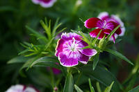 IMG_9627a