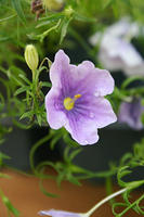 IMG_9628a