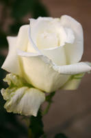 IMG_9629a