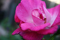 IMG_9634a