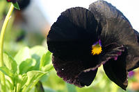IMG_9643a