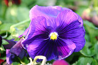 IMG_9644a