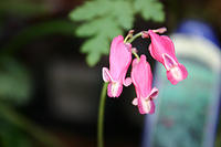 IMG_9648a