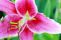 IMG_7890a