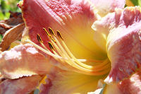 IMG_7899a