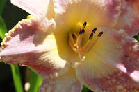 IMG_7900a