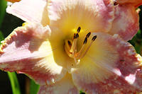 IMG_7901a