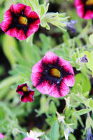 IMG_7903a