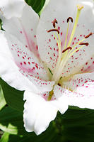 IMG_7907a