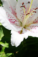 IMG_7908a